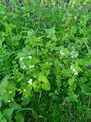 Lamium album
