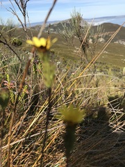 Ursinia quinquepartita