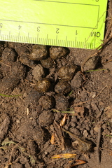 Oryctolagus cuniculus
