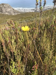 Ursinia quinquepartita