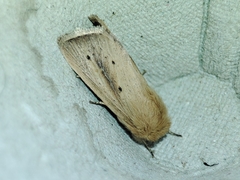 Sesamia nonagrioides