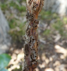 Selitrichodes globulus