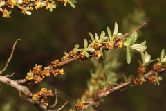 Hippophae rhamnoides