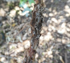 Selitrichodes globulus