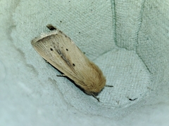 Sesamia nonagrioides