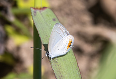 Everes lacturnus