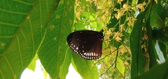 Euploea klugii