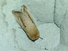 Sesamia nonagrioides