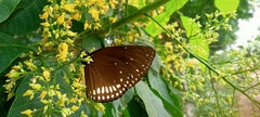 Euploea klugii