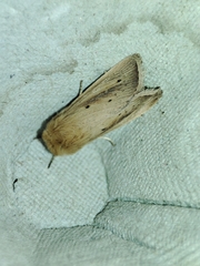 Sesamia nonagrioides