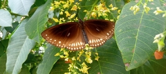 Euploea klugii