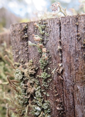 Cladonia botrytes