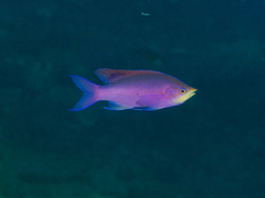 Mirolabrichthys tuka