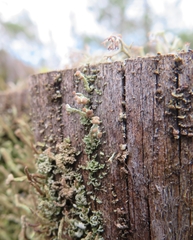 Cladonia botrytes