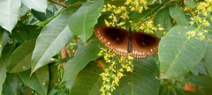 Euploea klugii