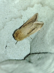 Sesamia nonagrioides