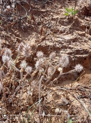 Trifolium palaestinum