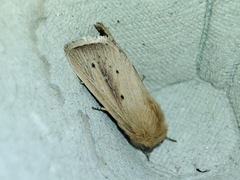 Sesamia nonagrioides