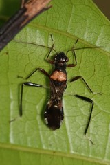 Artemidorus sobrinus