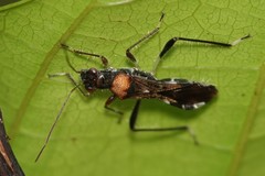 Artemidorus sobrinus