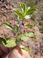 Endostemon tereticaulis