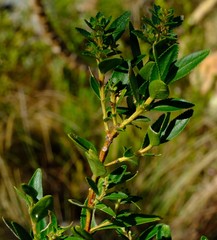 Agathosma crenulata