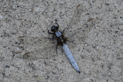 Orthetrum japonicum