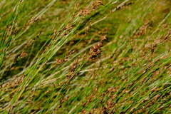 Restio subverticillatus