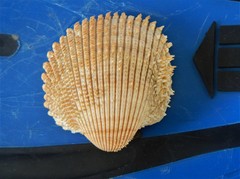 Acanthocardia spinosa