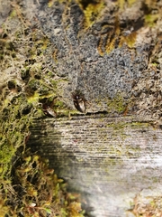 Platambus maculatus
