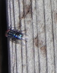 Compsomyiops callipes