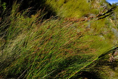 Restio subverticillatus