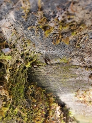 Platambus maculatus