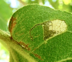 Ectoedemia platanella group