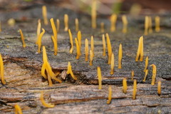 Calocera sinensis