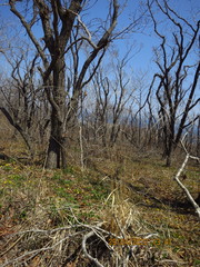 Achnatherum pekinense