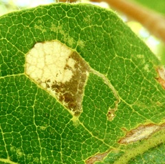 Ectoedemia platanella group