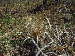 Achnatherum pekinense