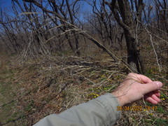 Achnatherum pekinense
