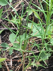 Asclepias verticillata