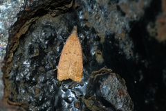 Dichomeris hamulifera