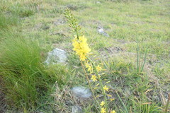 Bulbine cepacea