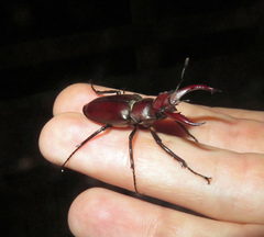 Lucanus elaphus