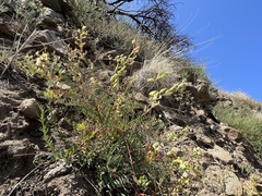 Astragalus deanei
