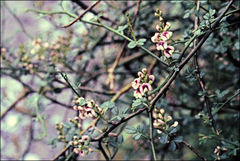Carmichaelia odorata