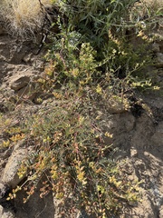 Astragalus deanei