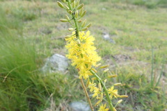Bulbine cepacea