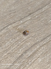 Plagiodera septemvittata