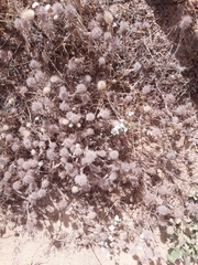 Trifolium palaestinum