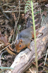 Dremomys pyrrhomerus